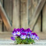 gratitudine fiore