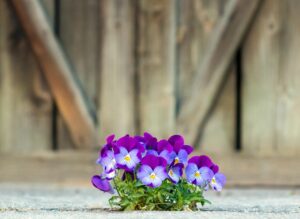 gratitudine fiore