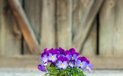 Gratitudine
