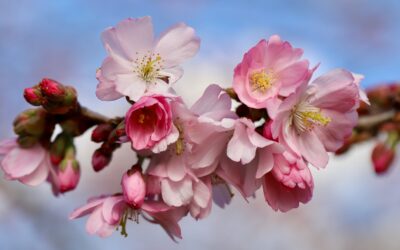 Giornata Mondiale della Salute